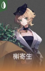 槲寄生