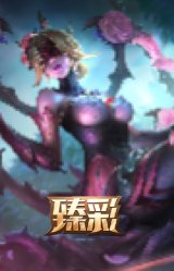 幽梦玫瑰 伊莉丝 浪漫花蕾