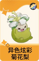 异色炫彩-菊花梨