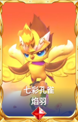 七彩孔雀 焰羽