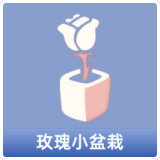 玫瑰小盆栽