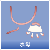 水母